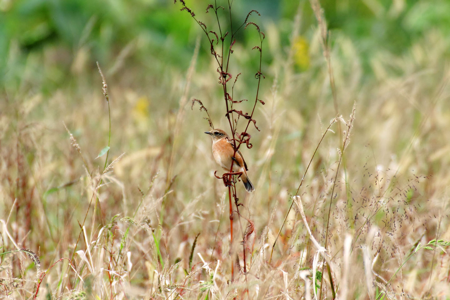 Canon EOS 60D + TAMRON SP 70-300mm F/4-5.6 Di VC USD (A005)