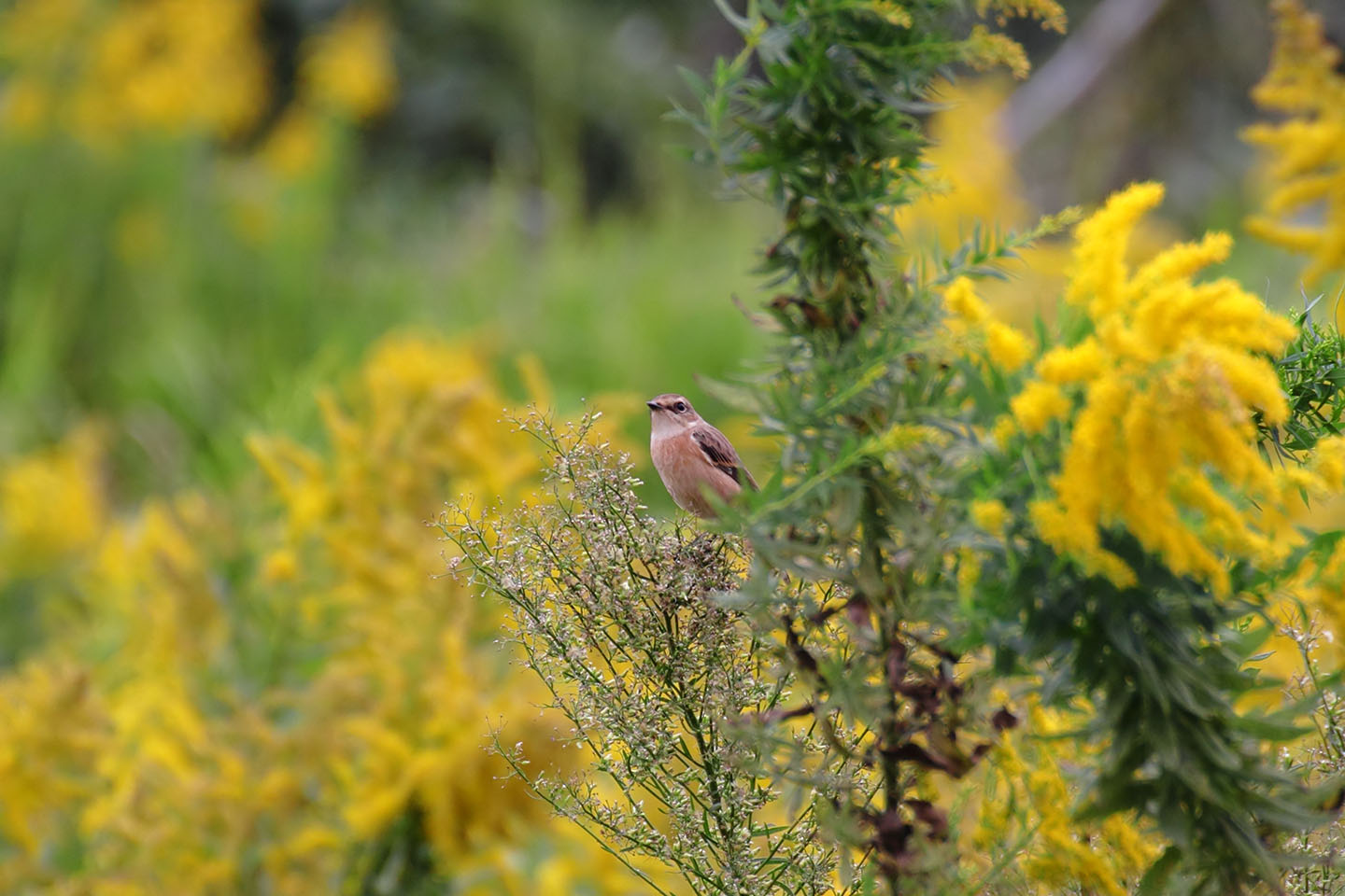 Canon EOS 60D + TAMRON SP 70-300mm F/4-5.6 Di VC USD (A005)