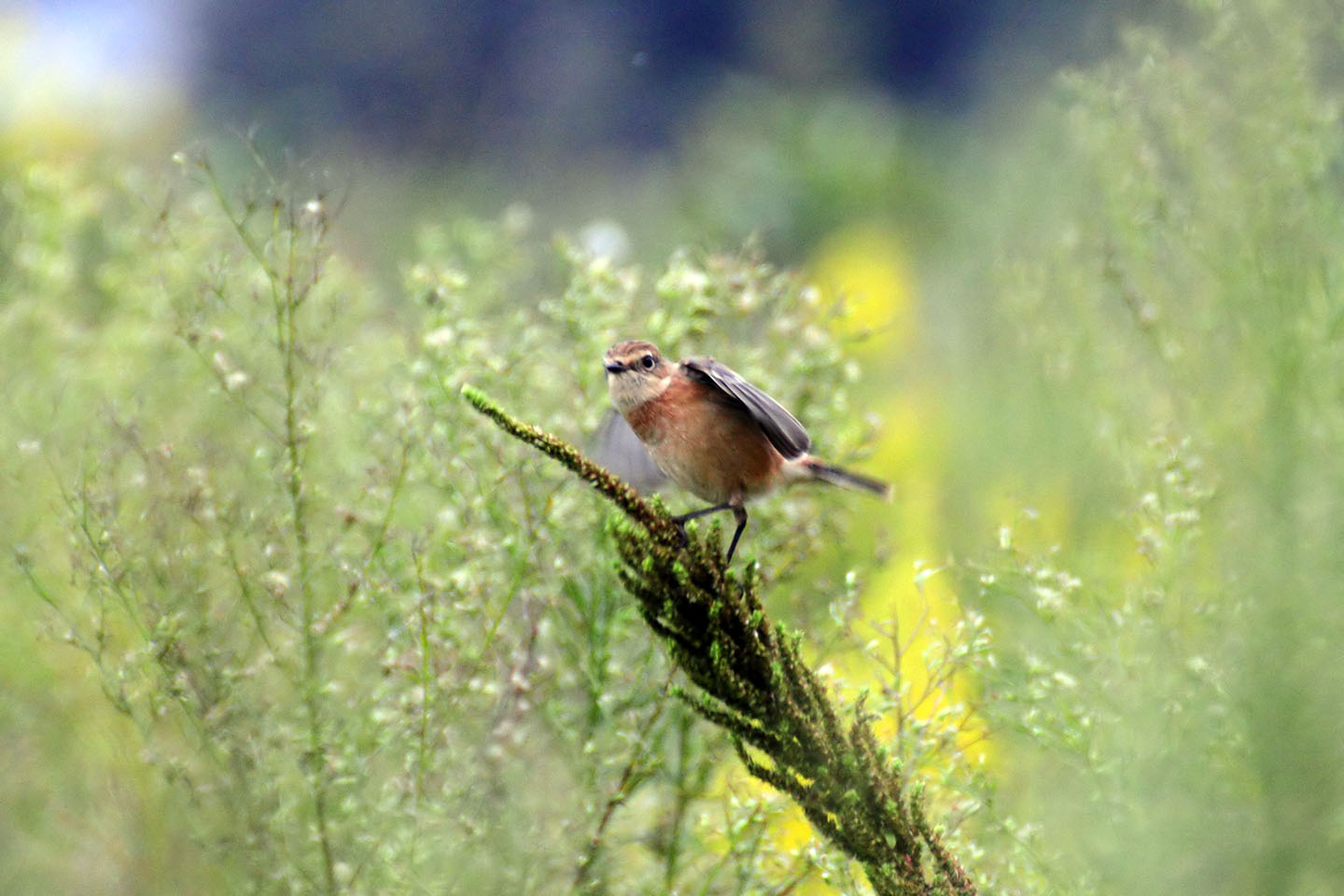 Canon EOS 60D + TAMRON SP 70-300mm F/4-5.6 Di VC USD (A005)