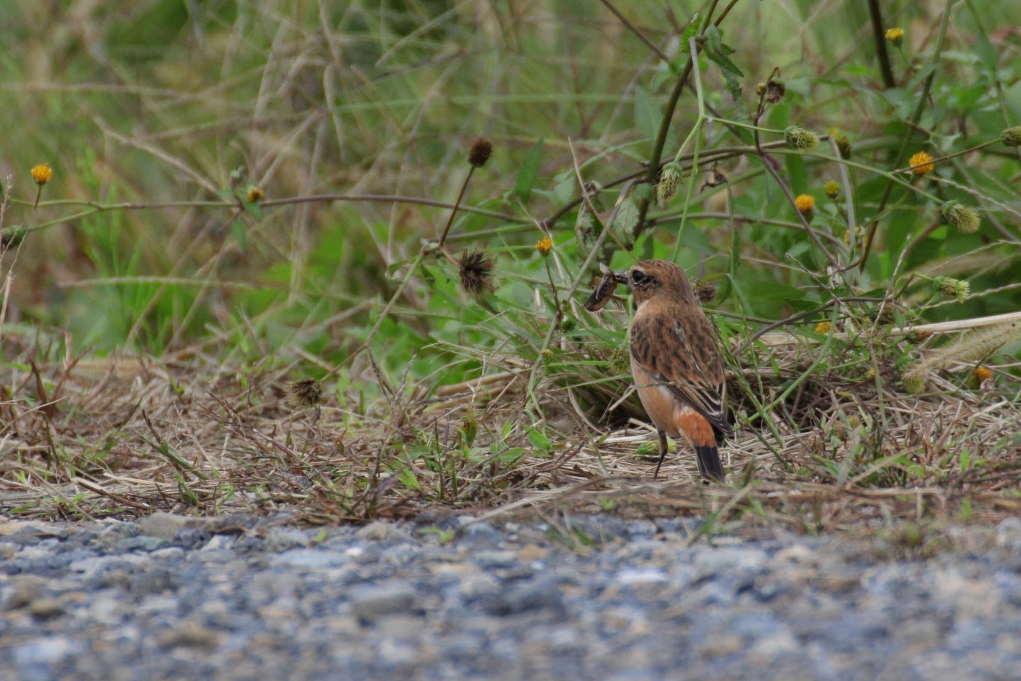 Canon EOS 60D + TAMRON SP 70-300mm F/4-5.6 Di VC USD (A005)