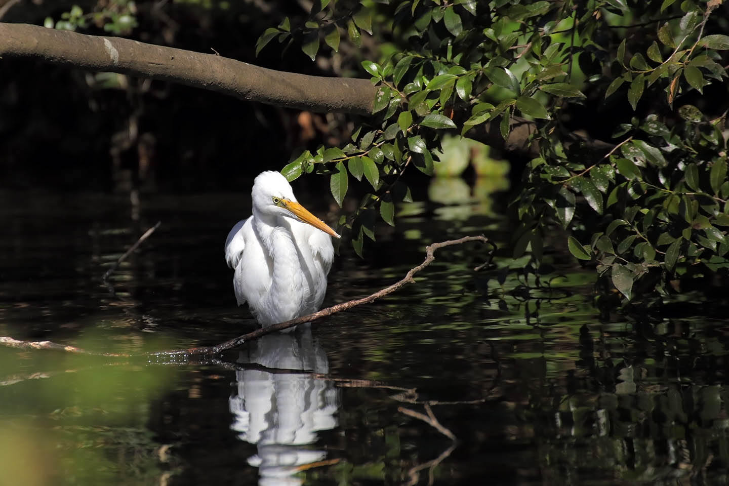 Canon EOS 6D + TAMRON SP 70-300mm F/4-5.6 Di VC USD (A005)