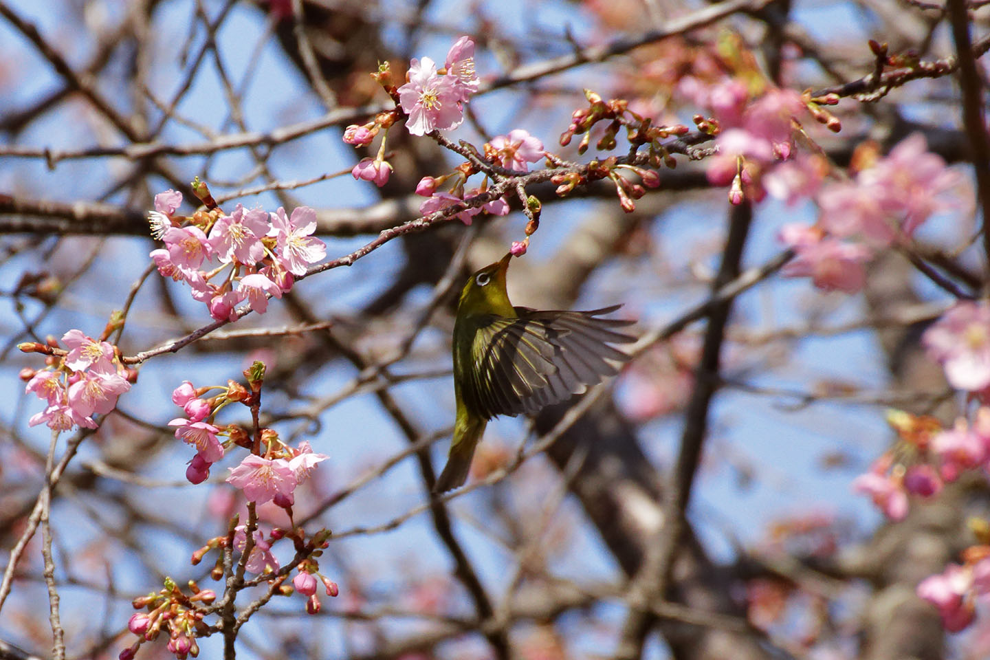 Canon EOS 6D + TAMRON SP 70-300mm F/4-5.6 Di VC USD (A005)