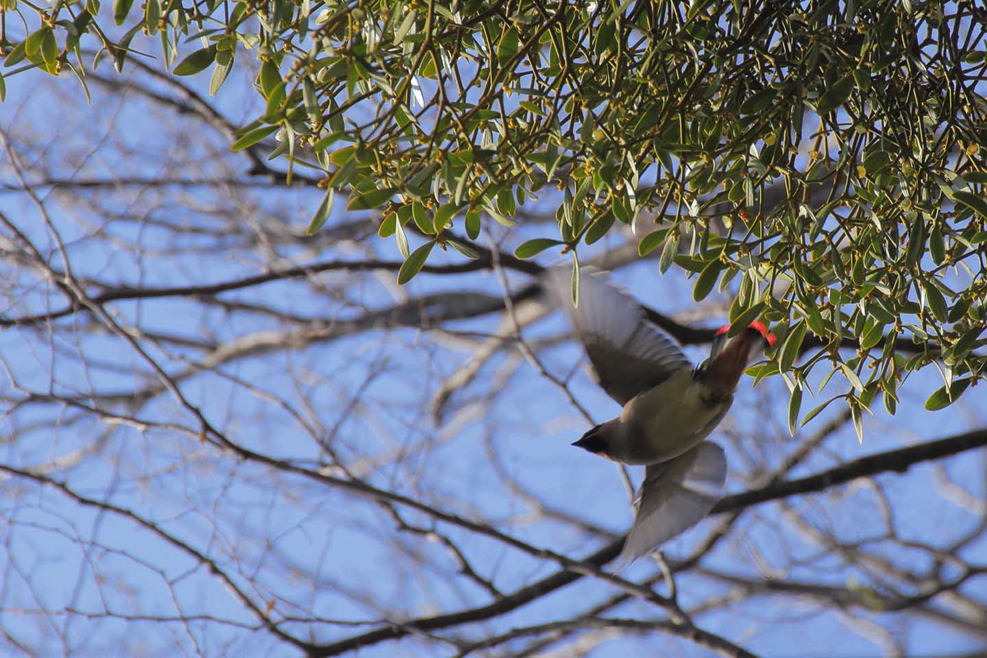 Canon EOS 6D + TAMRON SP 70-300mm F/4-5.6 Di VC USD (A005)