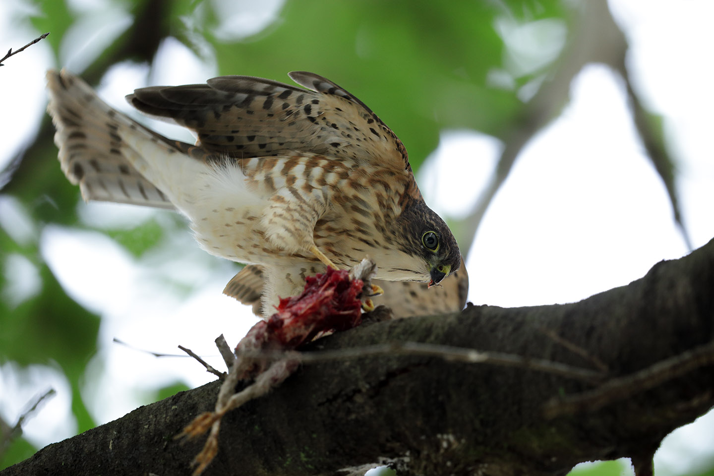 Canon EOS 6D + Canon EF600mm F4LII