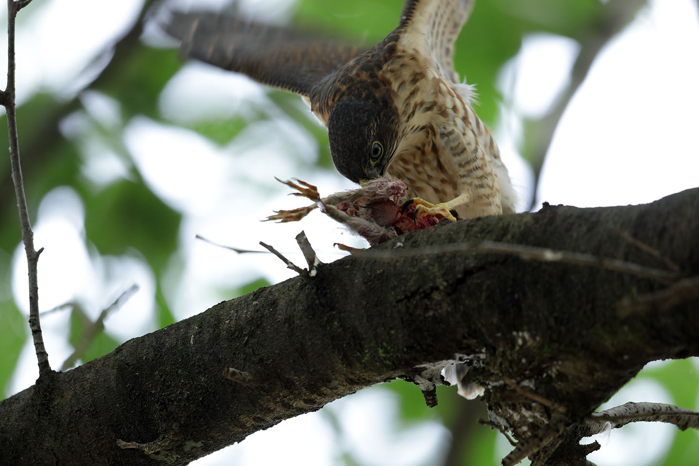 Canon EOS 6D + Canon EF600mm F4LII