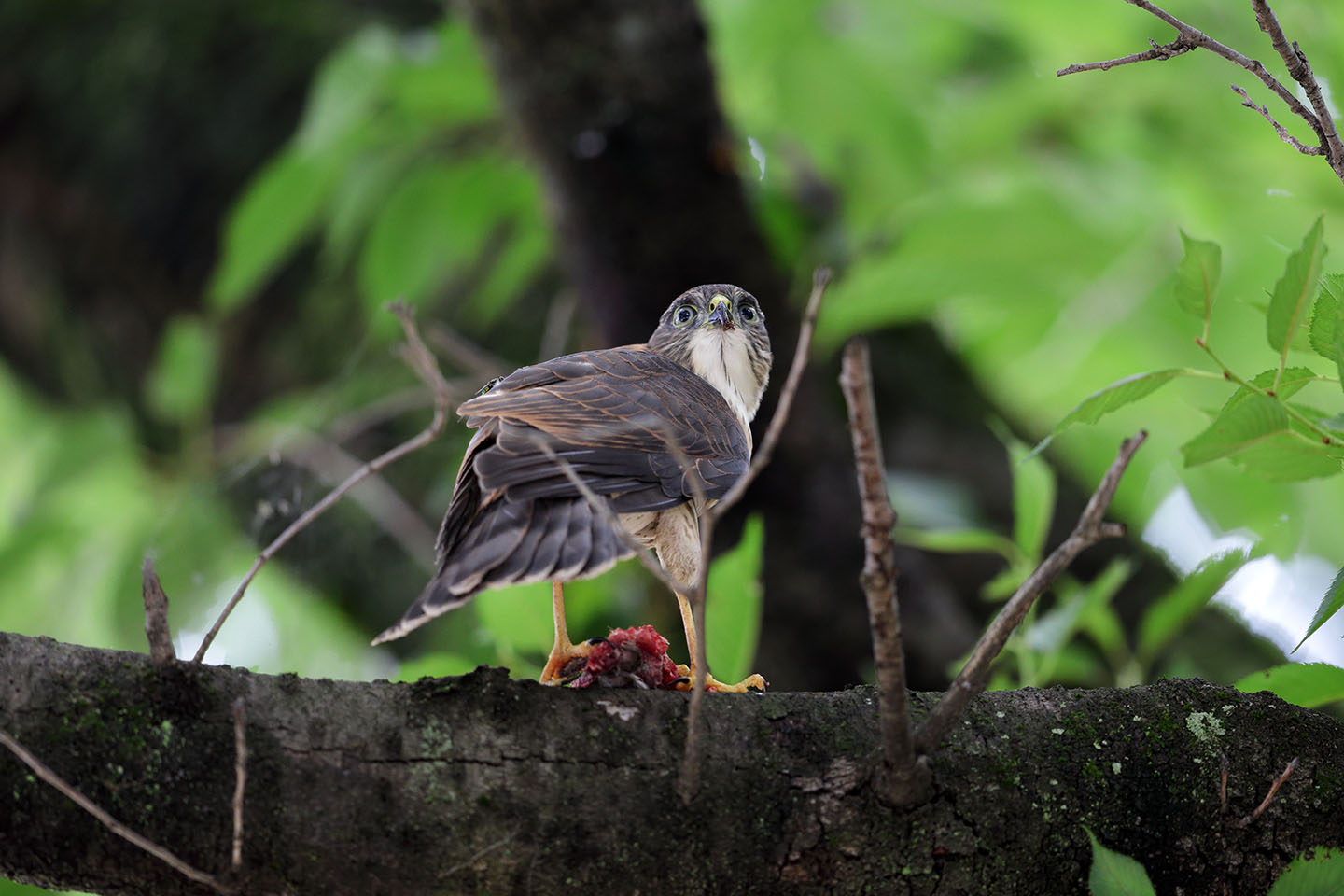 Canon EOS 6D + Canon EF600mm F4LII