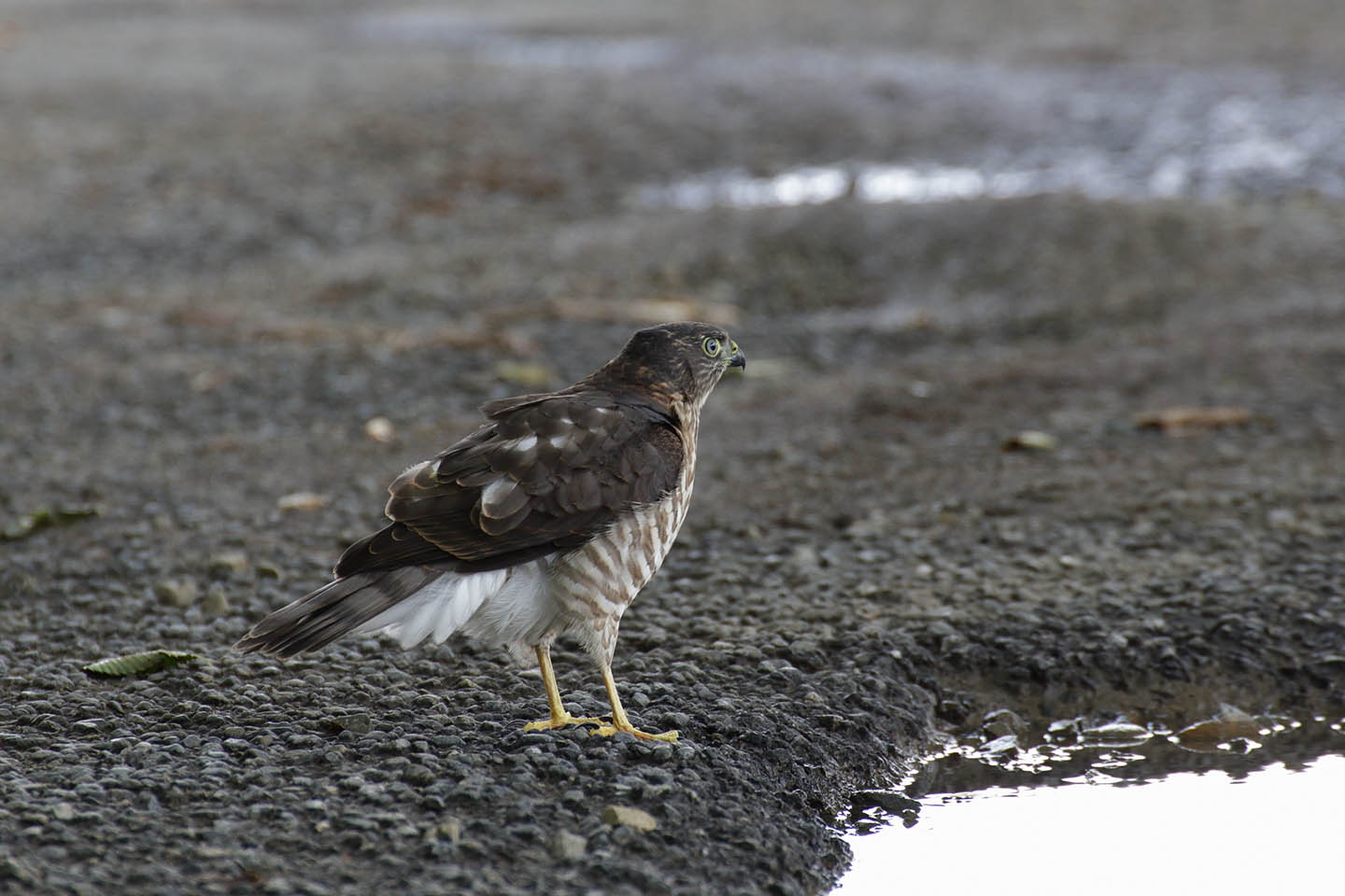 Canon EOS 6D + TAMRON SP 70-300mm F/4-5.6 Di VC USD (A005)