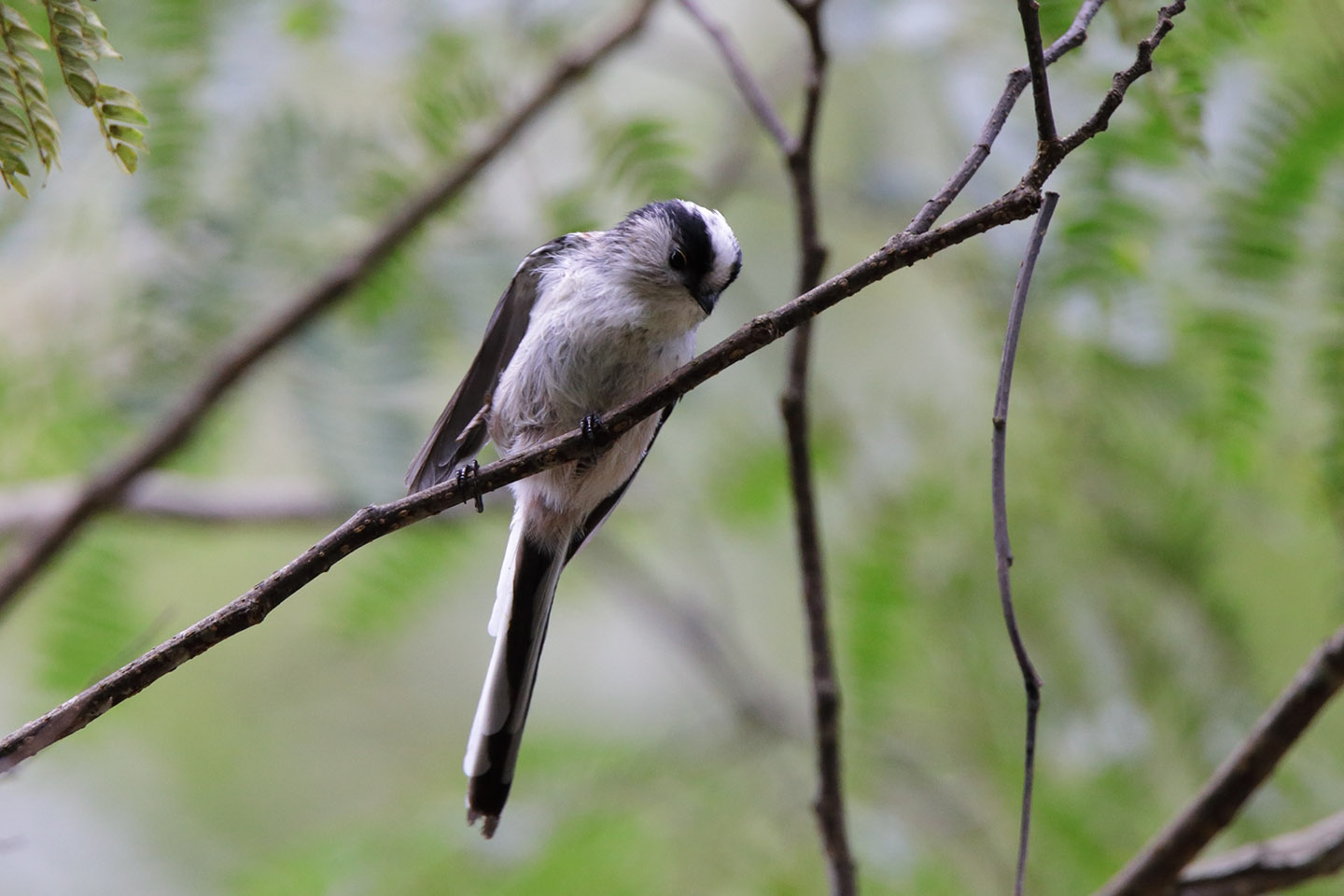 Canon EOS 6D + TAMRON SP 150-600mm F/5-6.3 Di VC USD (A011)