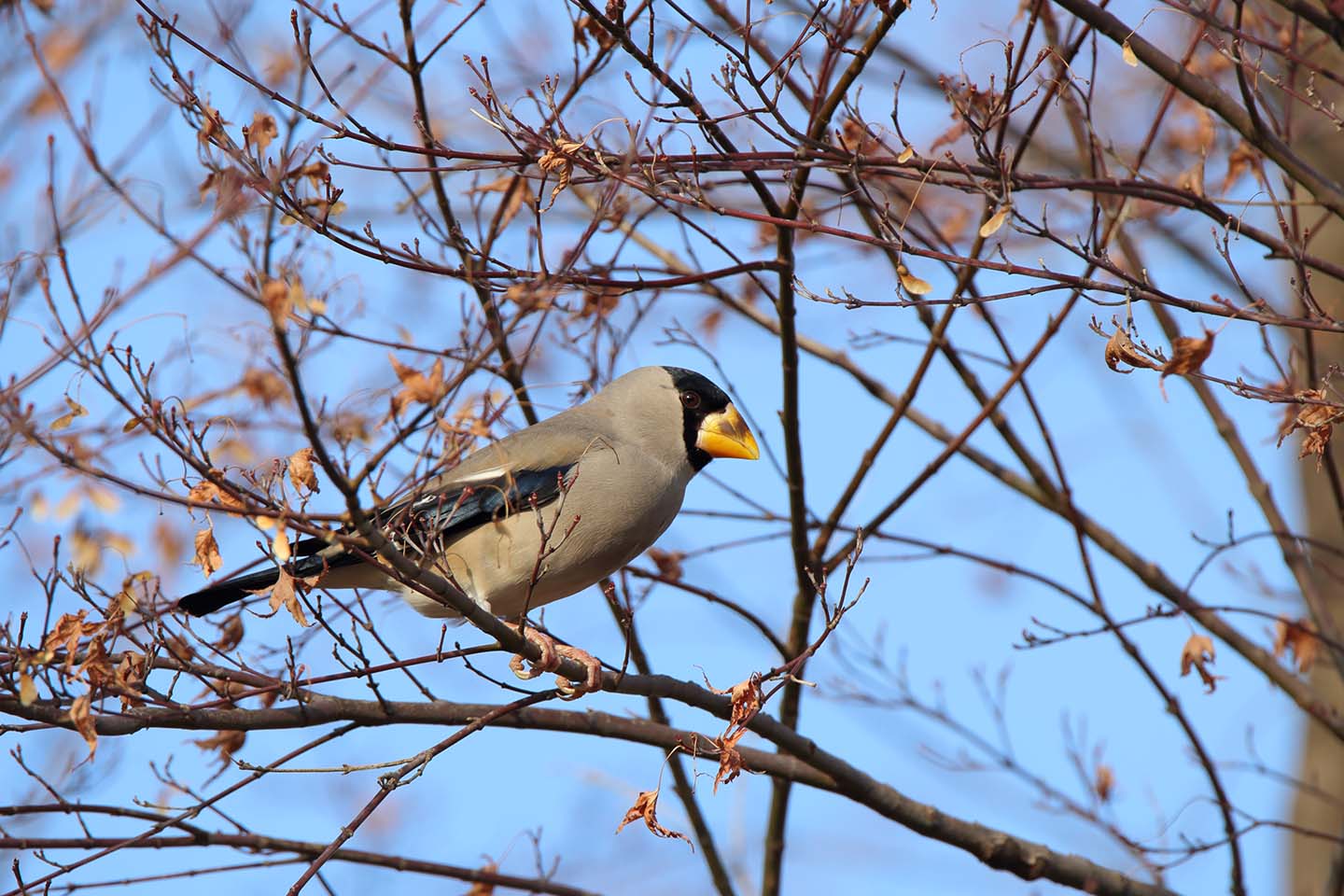 Canon EOS 6D + TAMRON SP 150-600mm F/5-6.3 Di VC USD (A011)