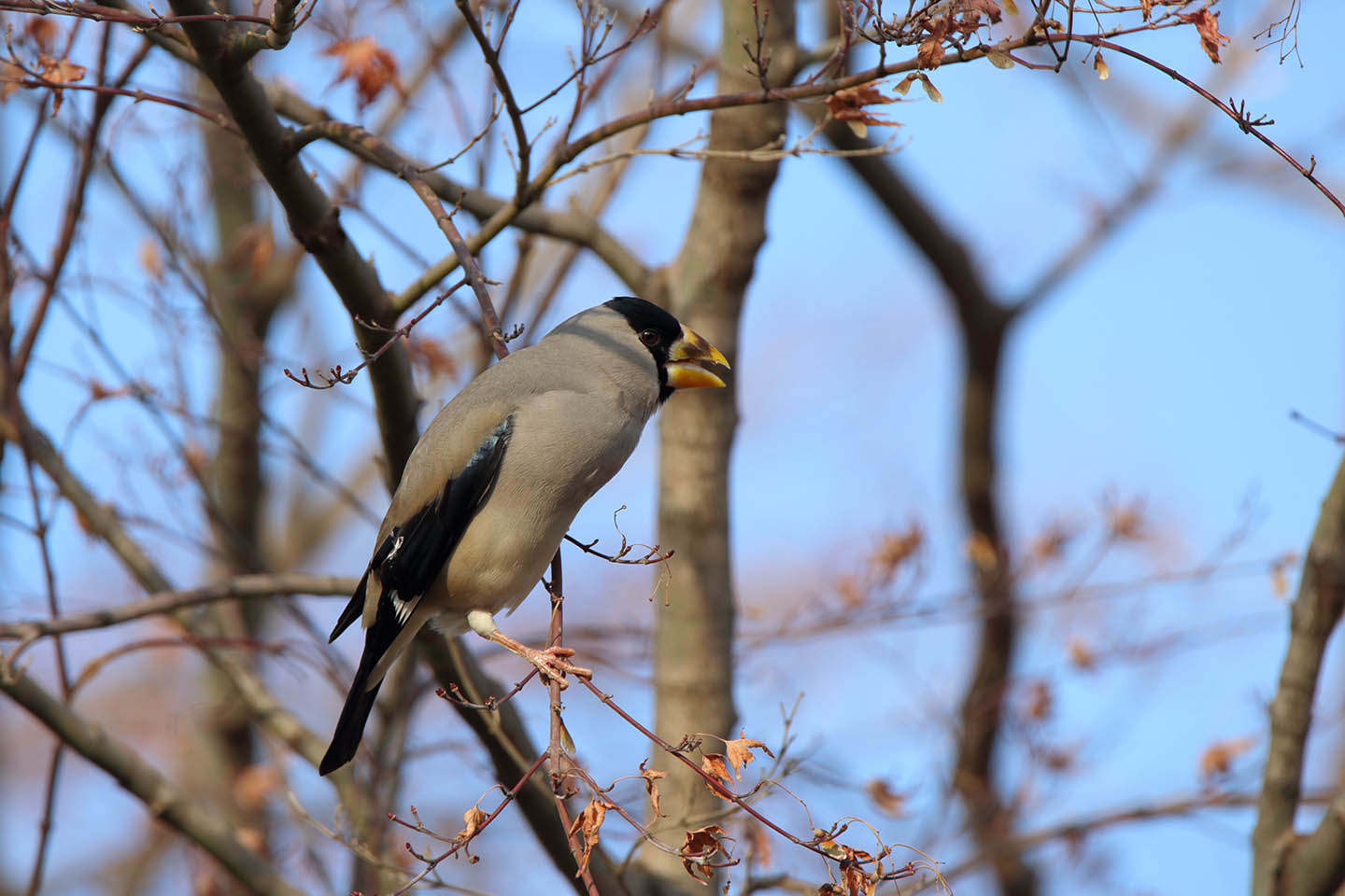 Canon EOS 6D + TAMRON SP 150-600mm F/5-6.3 Di VC USD (A011)