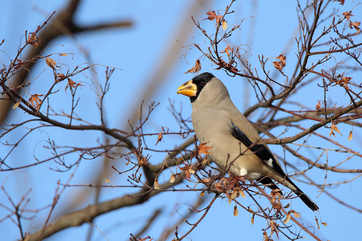 Canon EOS 6D + TAMRON SP 150-600mm F/5-6.3 Di VC USD (A011)