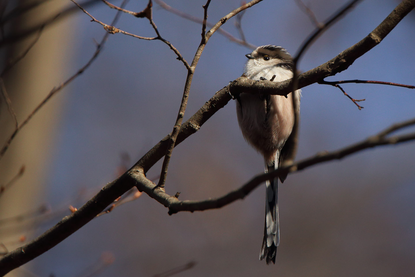 Canon EOS 6D + TAMRON SP 150-600mm F/5-6.3 Di VC USD (A011)