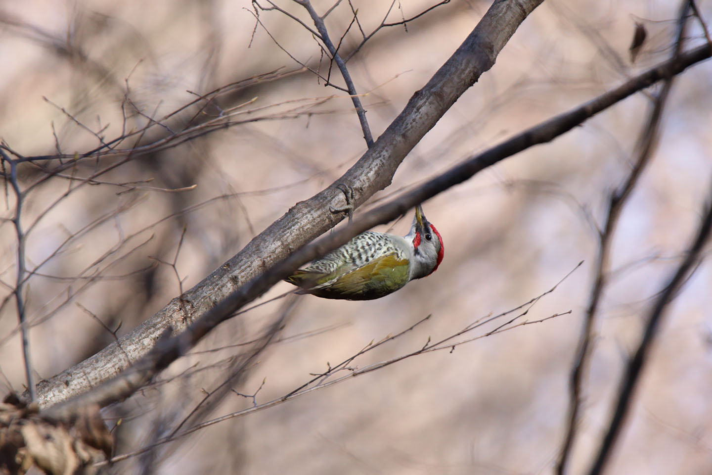 Canon EOS 6D + TAMRON SP 150-600mm F/5-6.3 Di VC USD (A011)