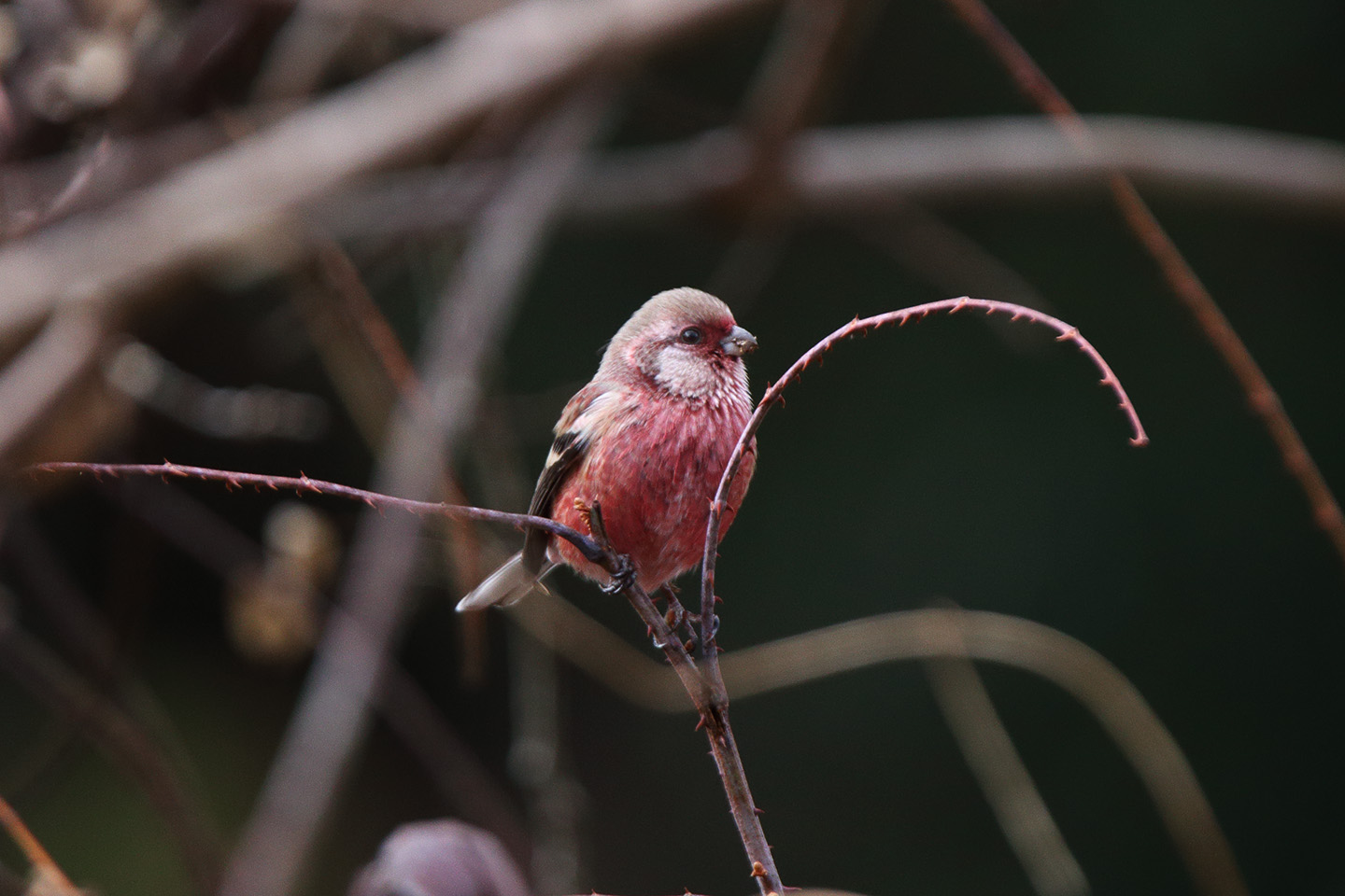 Canon EOS 6D + TAMRON SP 150-600mm F/5-6.3 Di VC USD (A011)