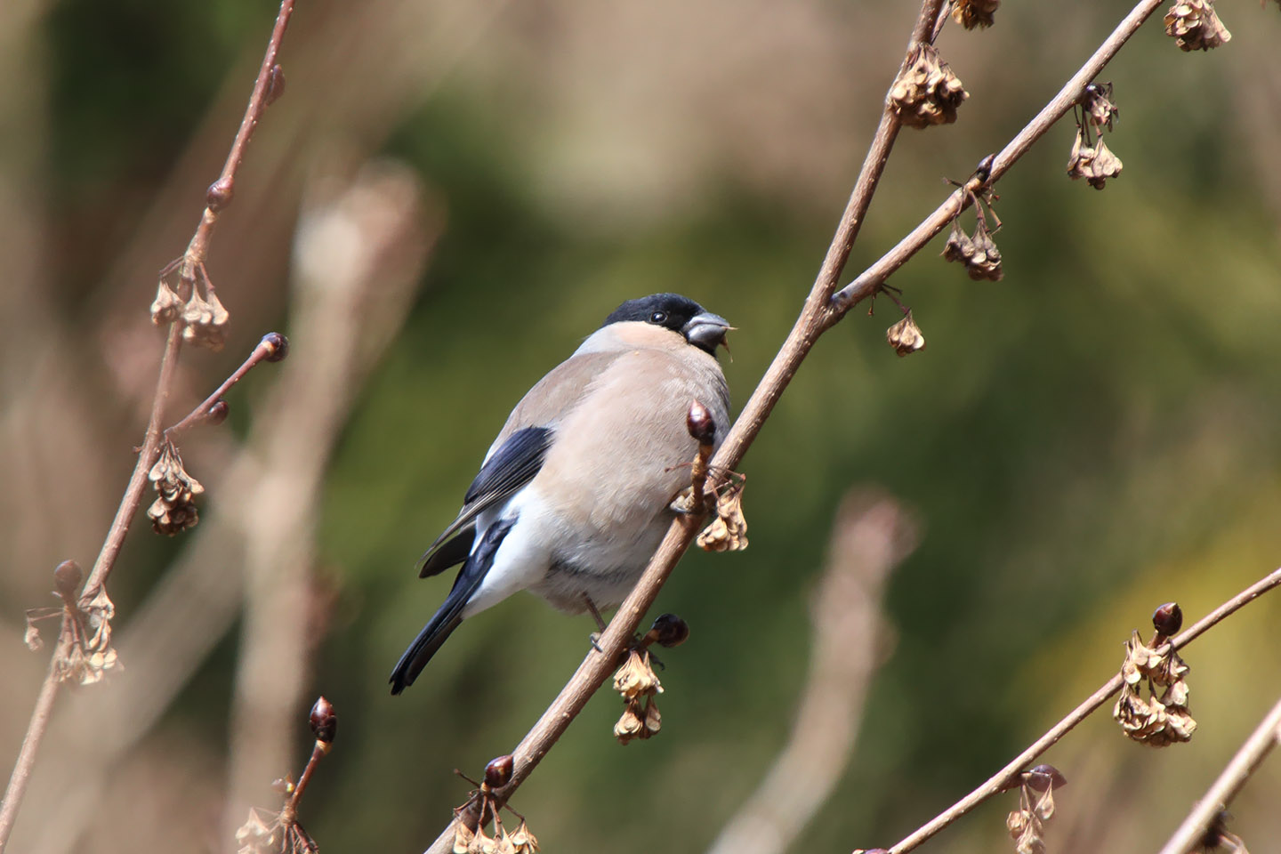 Canon EOS 6D + TAMRON SP 150-600mm F/5-6.3 Di VC USD (A011)