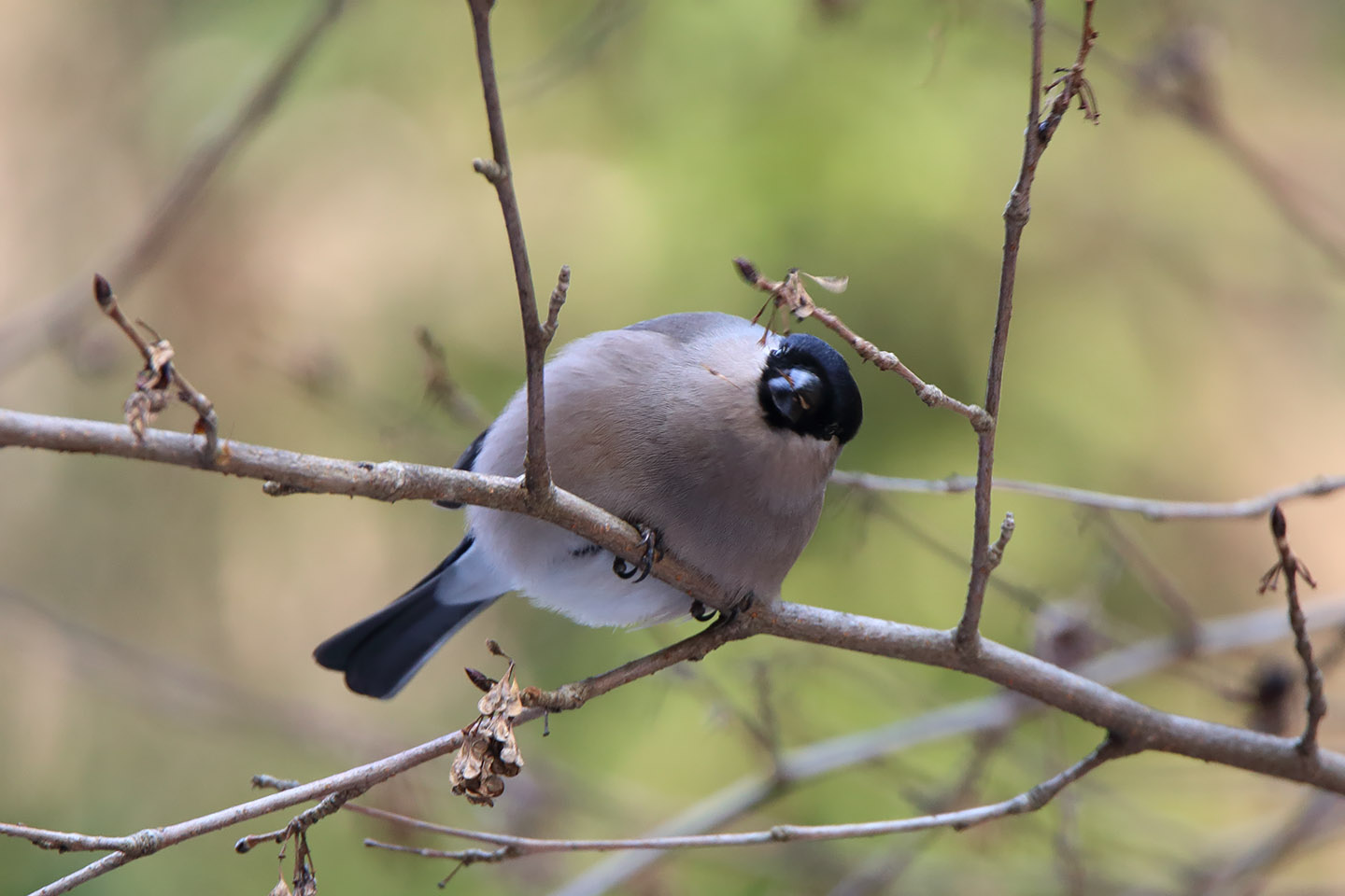 Canon EOS 6D + TAMRON SP 150-600mm F/5-6.3 Di VC USD (A011)