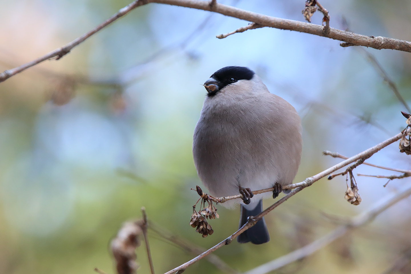 Canon EOS 6D + TAMRON SP 150-600mm F/5-6.3 Di VC USD (A011)