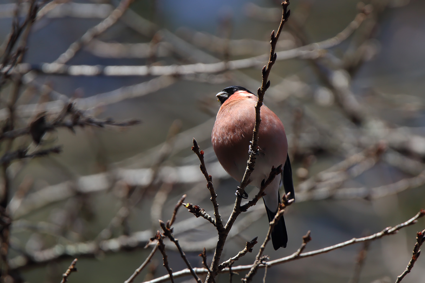 Canon EOS 6D + TAMRON SP 150-600mm F/5-6.3 Di VC USD (A011)