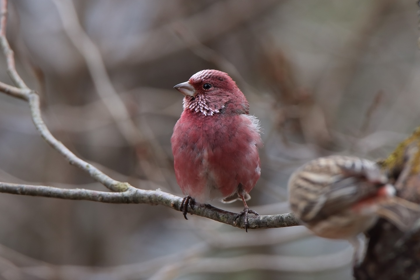 Canon EOS 6D + TAMRON SP 150-600mm F/5-6.3 Di VC USD (A011)