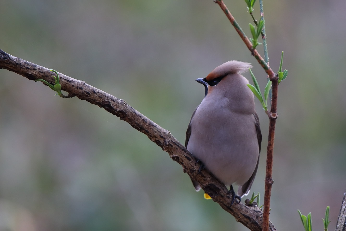 Canon EOS 6D + TAMRON SP 150-600mm F/5-6.3 Di VC USD (A011)