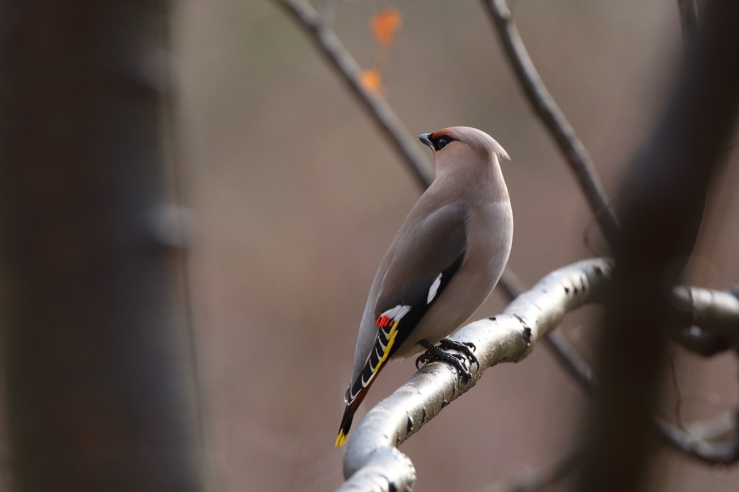 Canon EOS 6D + TAMRON SP 150-600mm F/5-6.3 Di VC USD (A011)