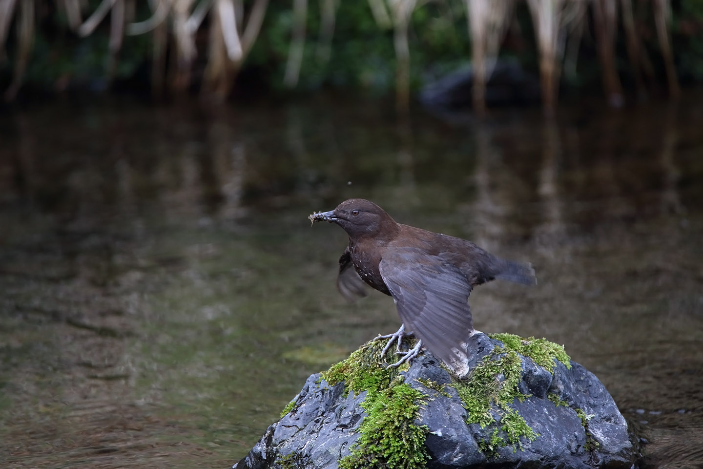 Canon EOS 6D + TAMRON SP 150-600mm F/5-6.3 Di VC USD (A011)