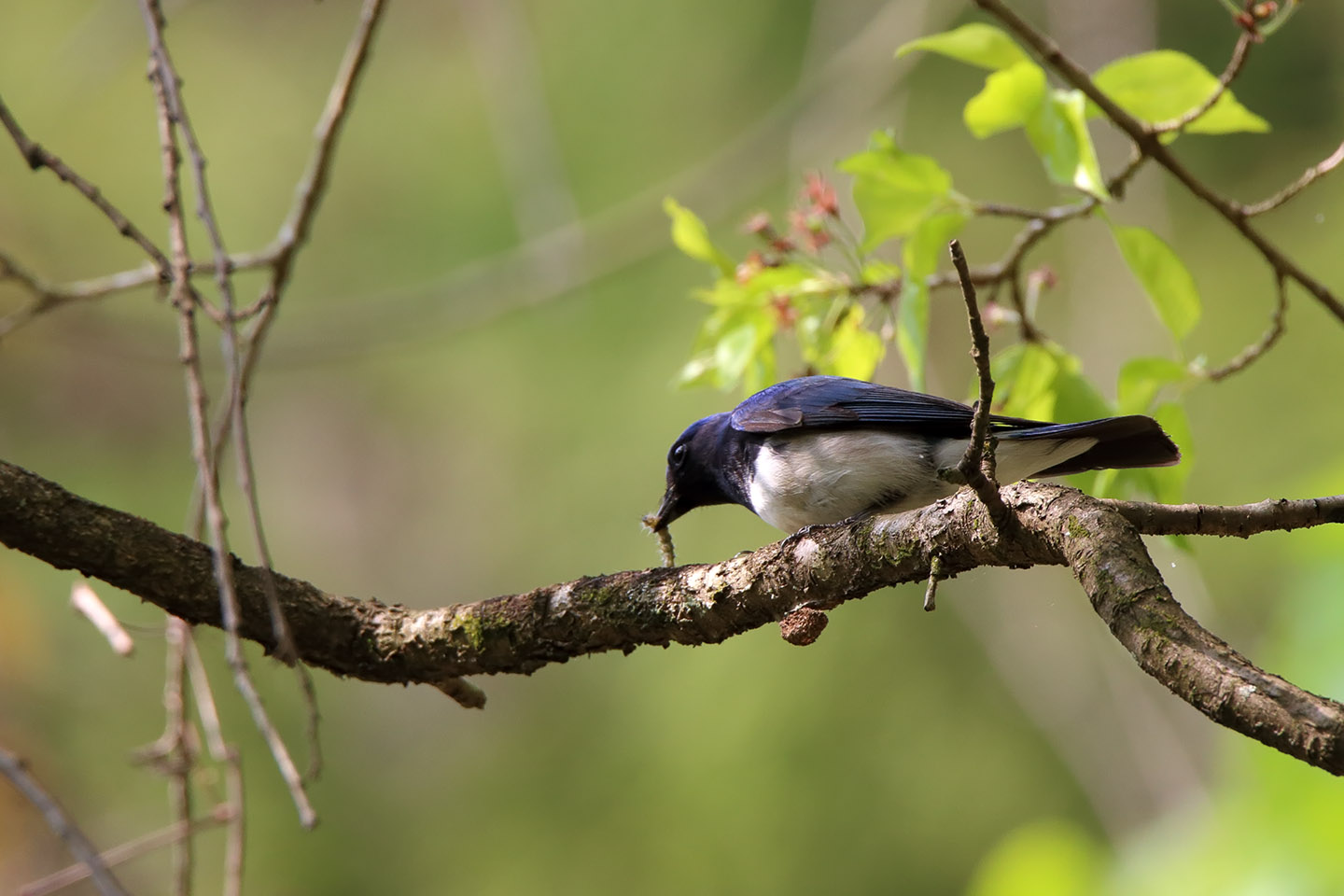 Canon EOS 6D + TAMRON SP 150-600mm F/5-6.3 Di VC USD (A011)