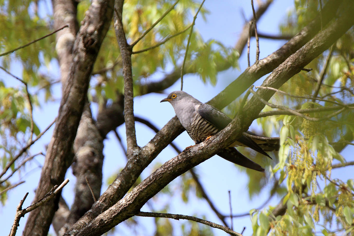 Canon EOS 6D + TAMRON SP 150-600mm F/5-6.3 Di VC USD (A011)