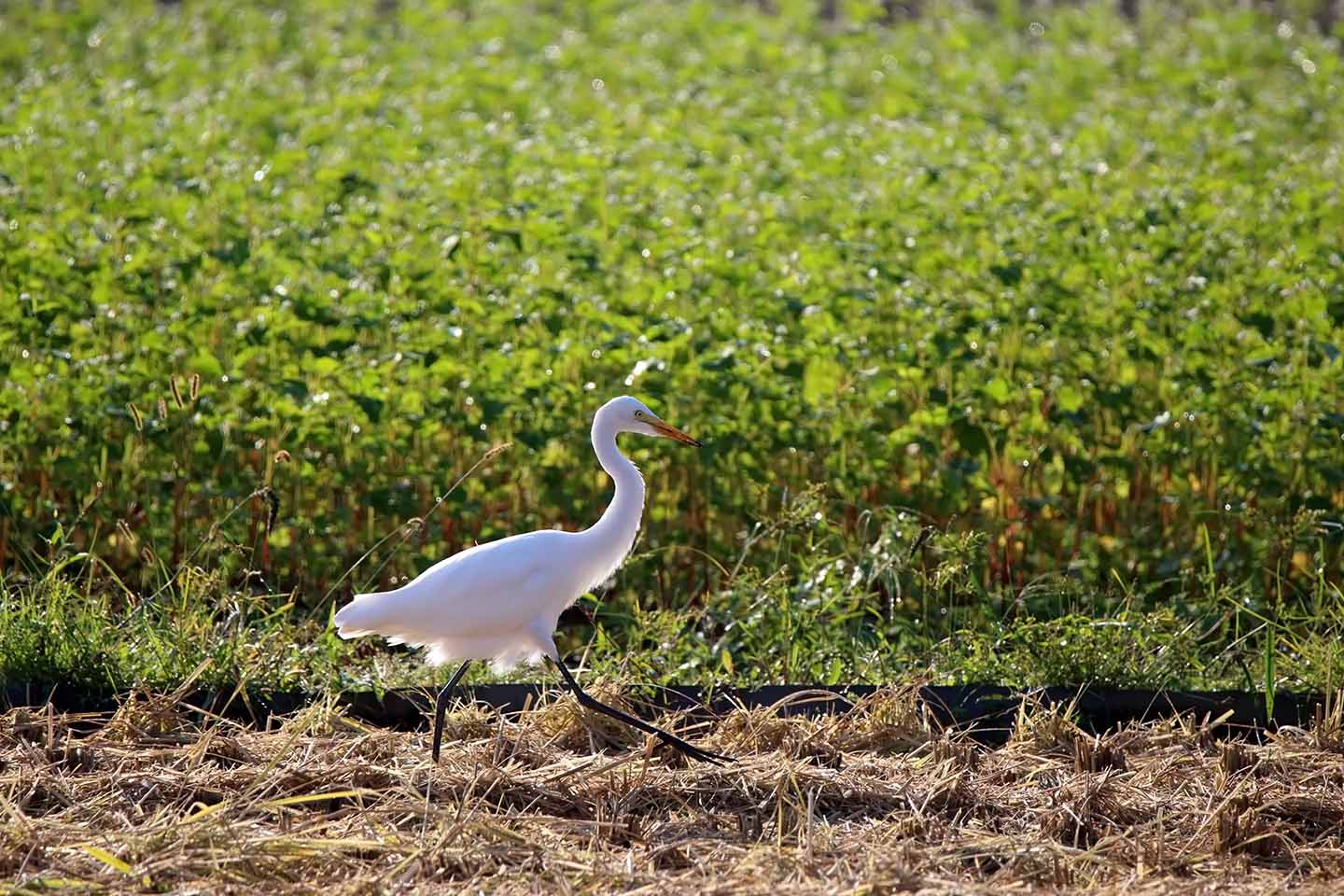 Canon EOS 6D + TAMRON SP 150-600mm F/5-6.3 Di VC USD (A011)