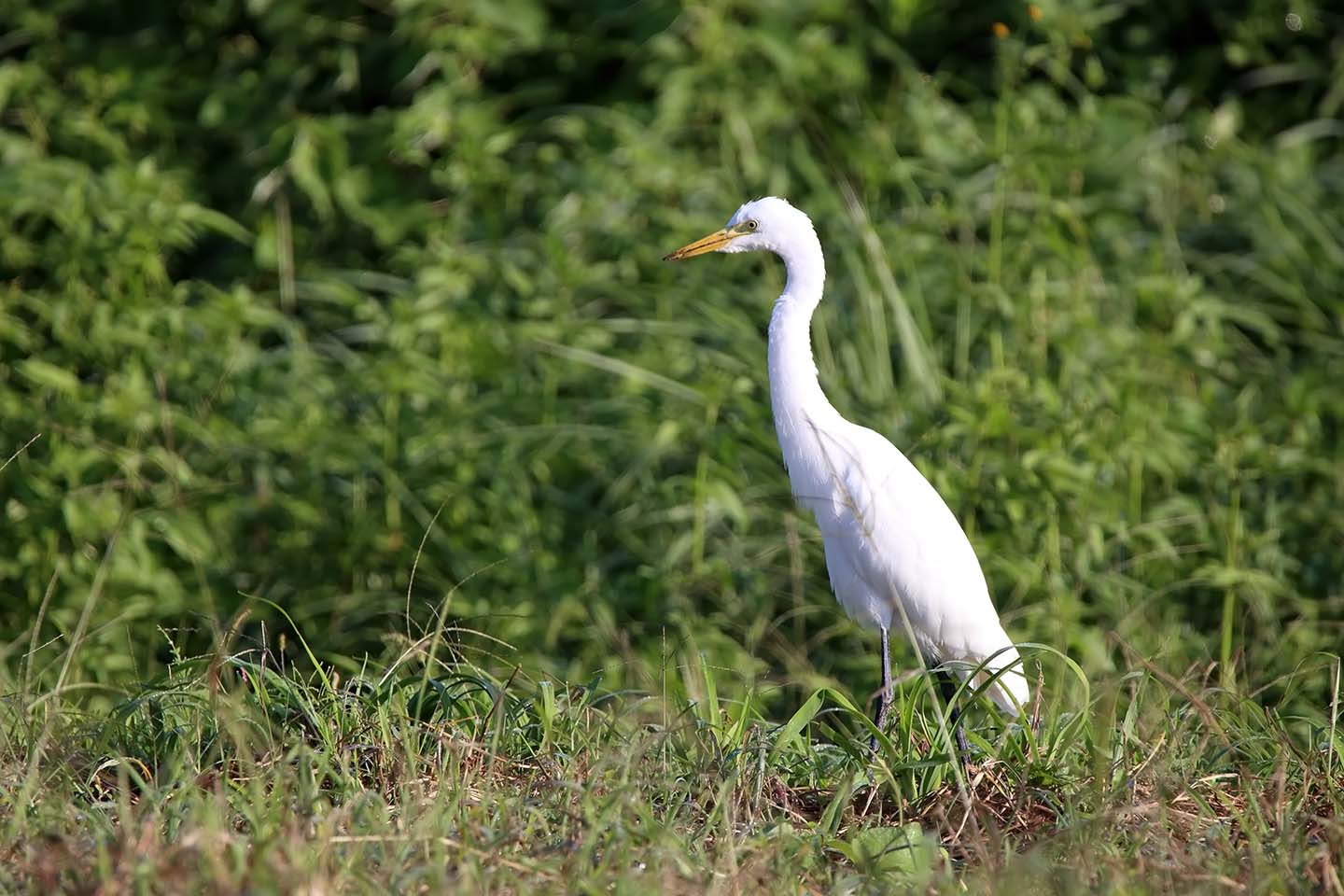 Canon EOS 6D + TAMRON SP 150-600mm F/5-6.3 Di VC USD (A011)