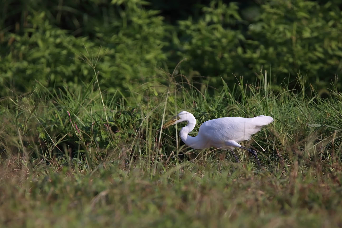 Canon EOS 6D + TAMRON SP 150-600mm F/5-6.3 Di VC USD (A011)