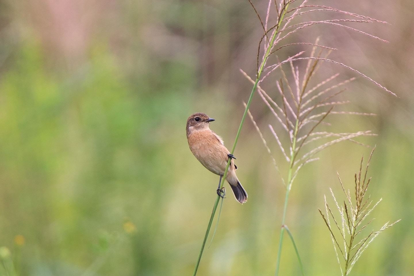 Canon EOS 6D + TAMRON SP 150-600mm F/5-6.3 Di VC USD (A011)