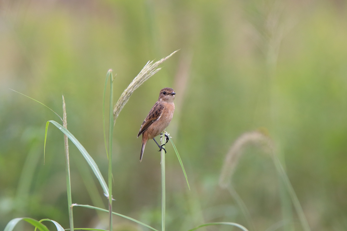 Canon EOS 6D + TAMRON SP 150-600mm F/5-6.3 Di VC USD (A011)