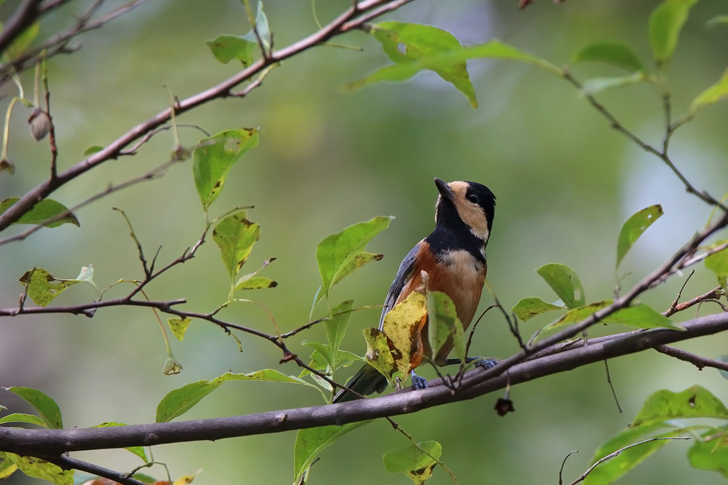 Canon EOS 6D + TAMRON SP 150-600mm F/5-6.3 Di VC USD (A011)