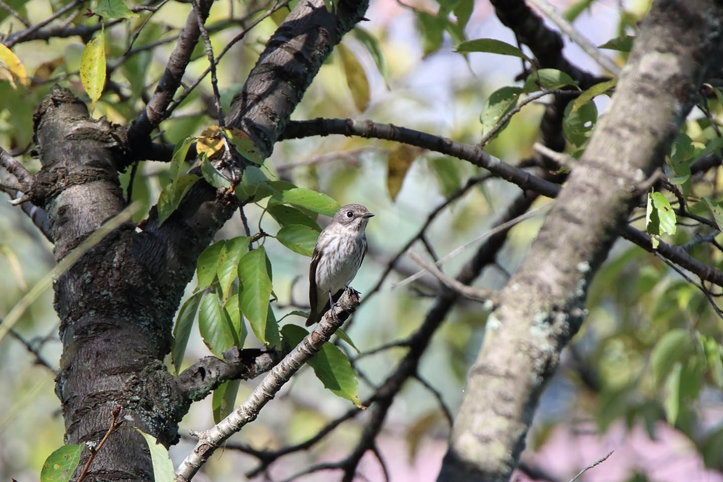 Canon EOS 6D + TAMRON SP 150-600mm F/5-6.3 Di VC USD (A011)