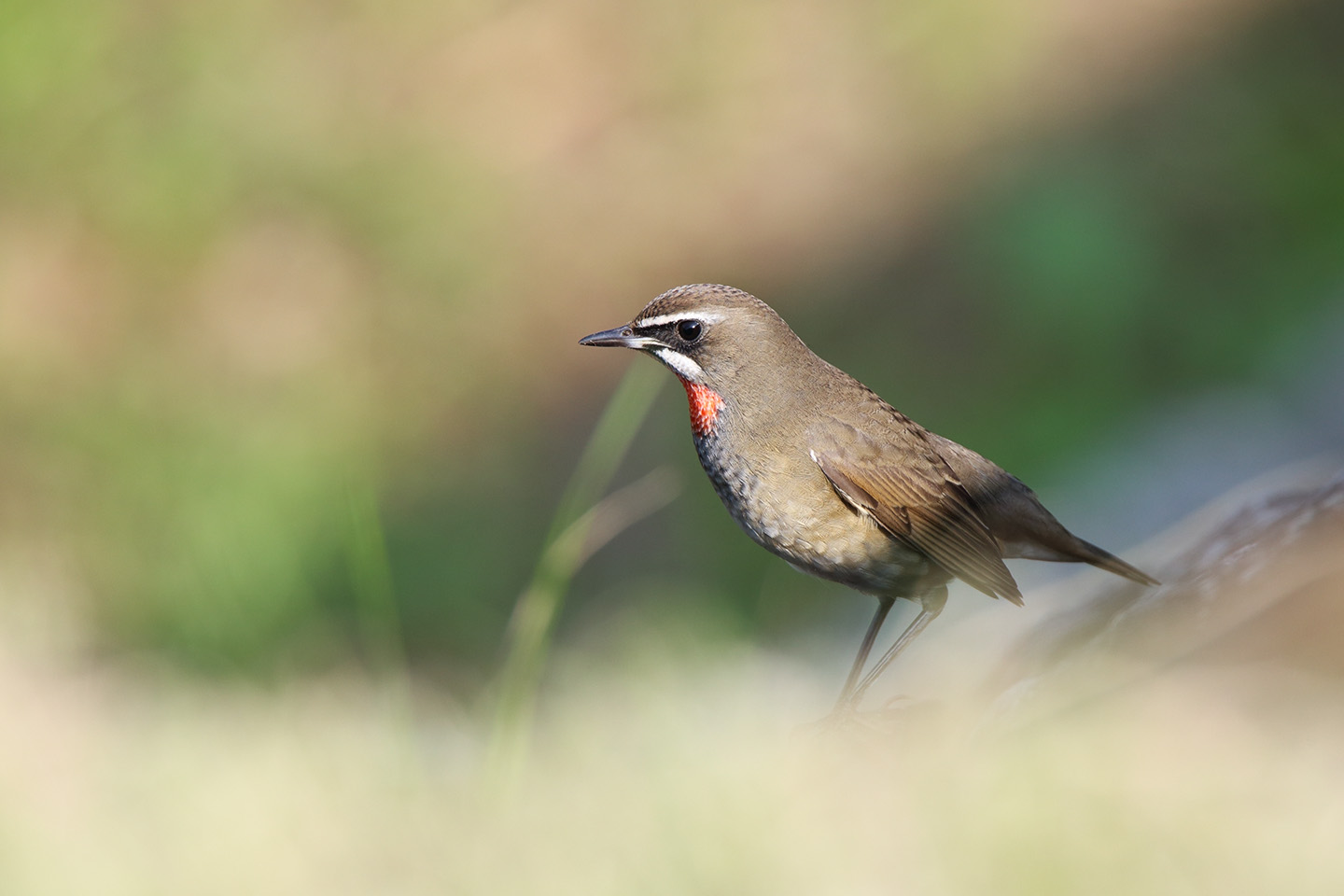 Canon EOS 6D + TAMRON SP 150-600mm F/5-6.3 Di VC USD (A011)