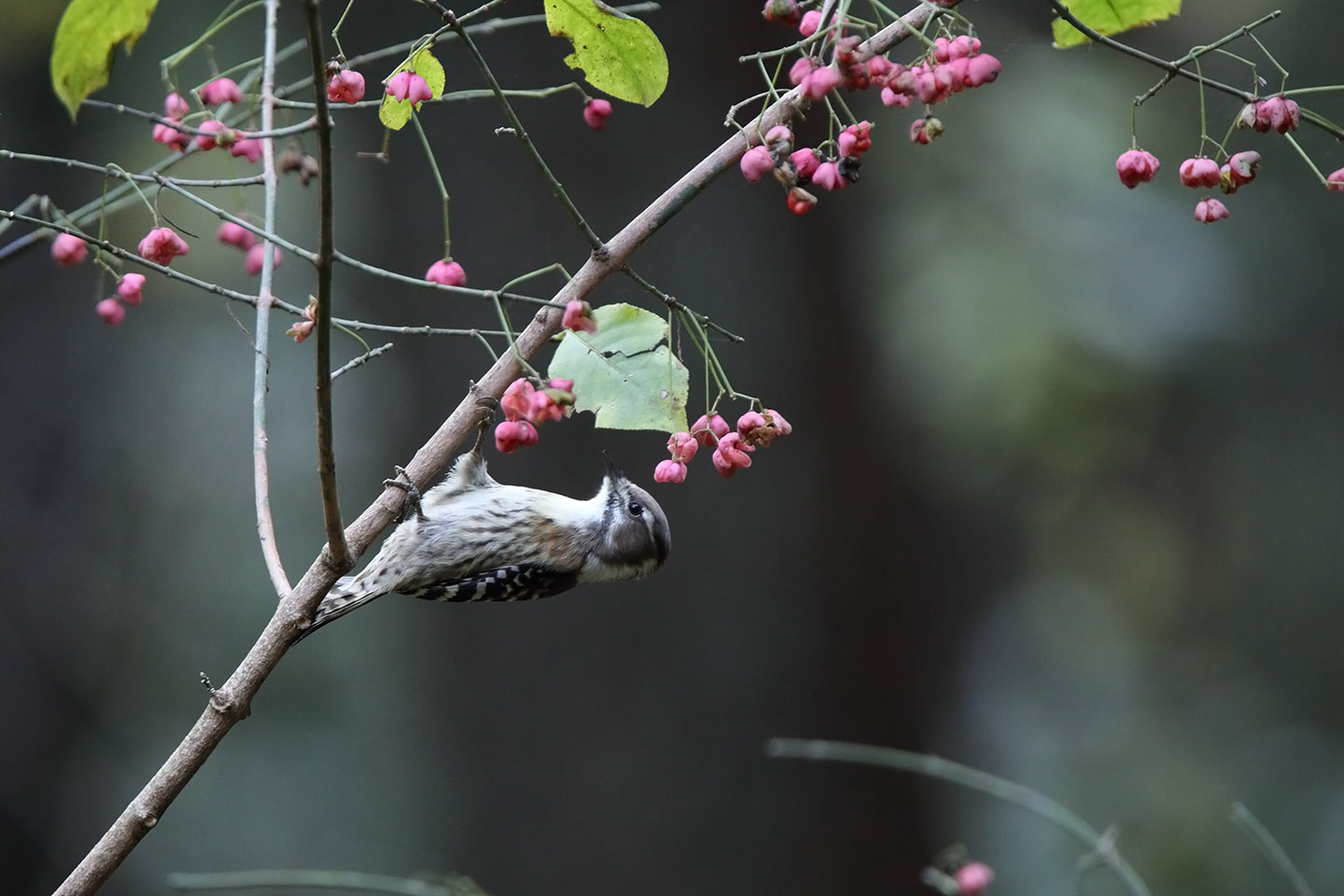 Canon EOS 6D + TAMRON SP 150-600mm F/5-6.3 Di VC USD (A011)