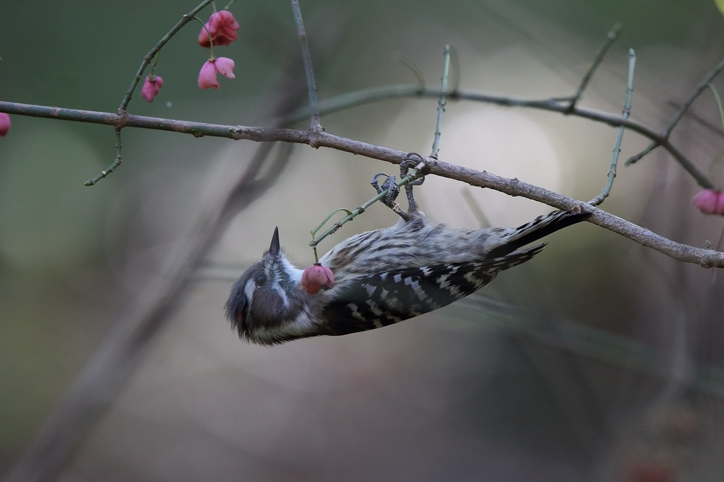 Canon EOS 6D + TAMRON SP 150-600mm F/5-6.3 Di VC USD (A011)