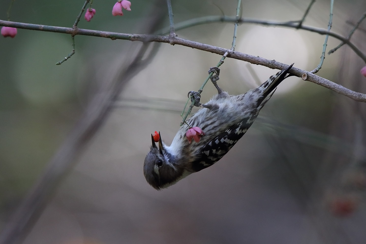 Canon EOS 6D + TAMRON SP 150-600mm F/5-6.3 Di VC USD (A011)