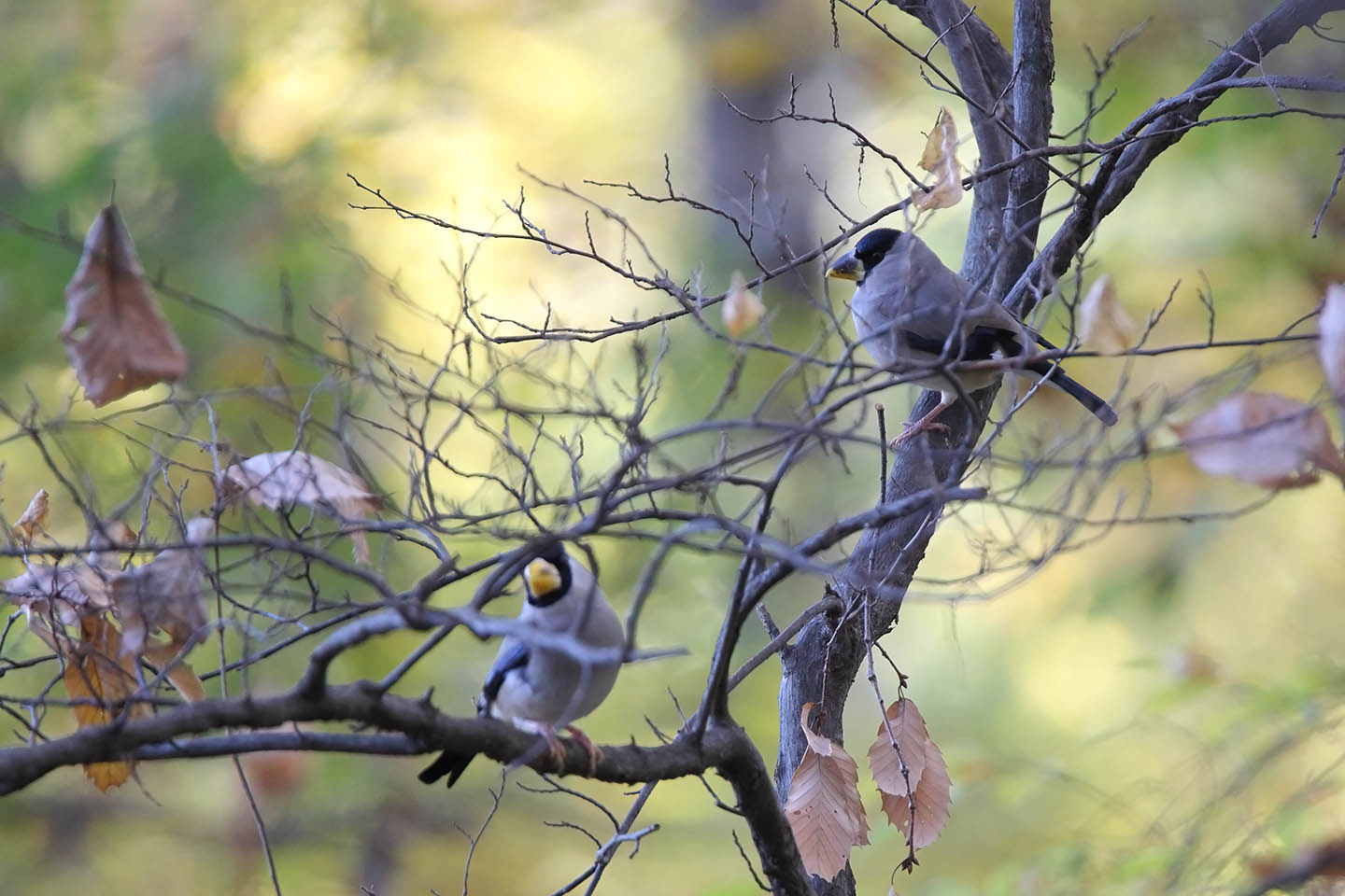 Canon EOS 6D + TAMRON SP 150-600mm F/5-6.3 Di VC USD (A011)