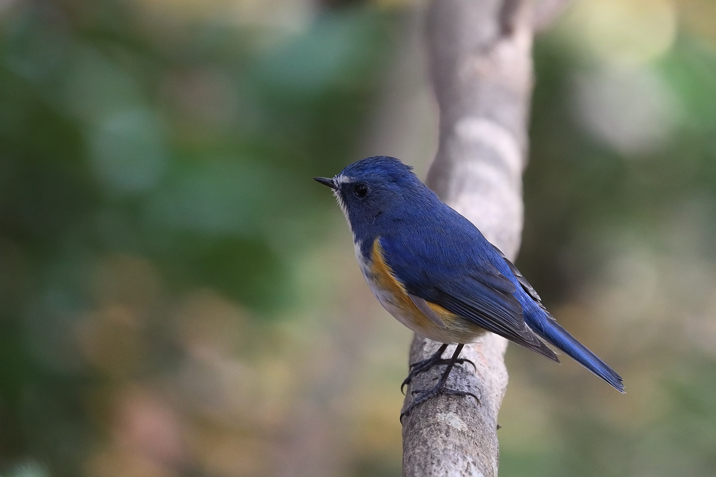 Canon EOS 6D + Canon EF100-400mm F4.5-5.6L IS II USM