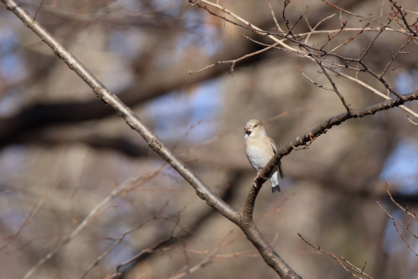 Canon EOS 6D + TAMRON SP 150-600mm F/5-6.3 Di VC USD (A011)