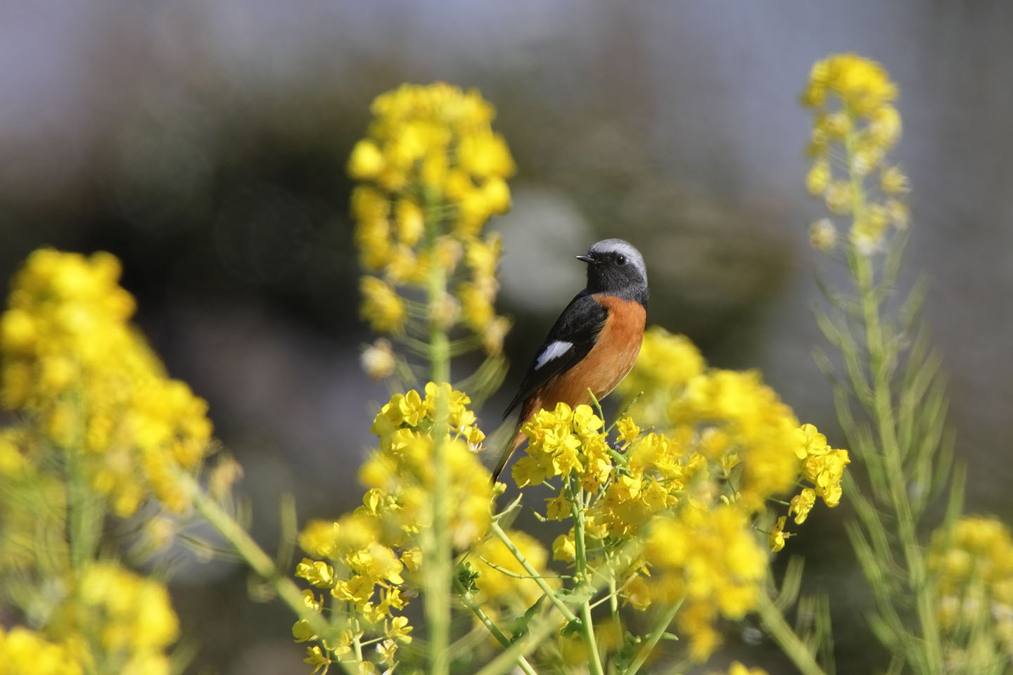 Canon EOS 60D + TAMRON SP 150-600mm F/5-6.3 Di VC USD (A011)