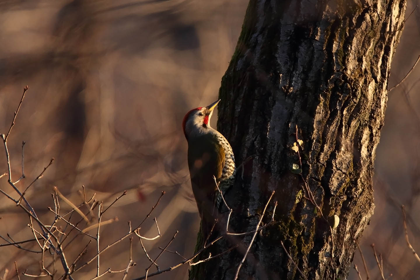 Canon EOS 6D + TAMRON SP 150-600mm F/5-6.3 Di VC USD (A011)