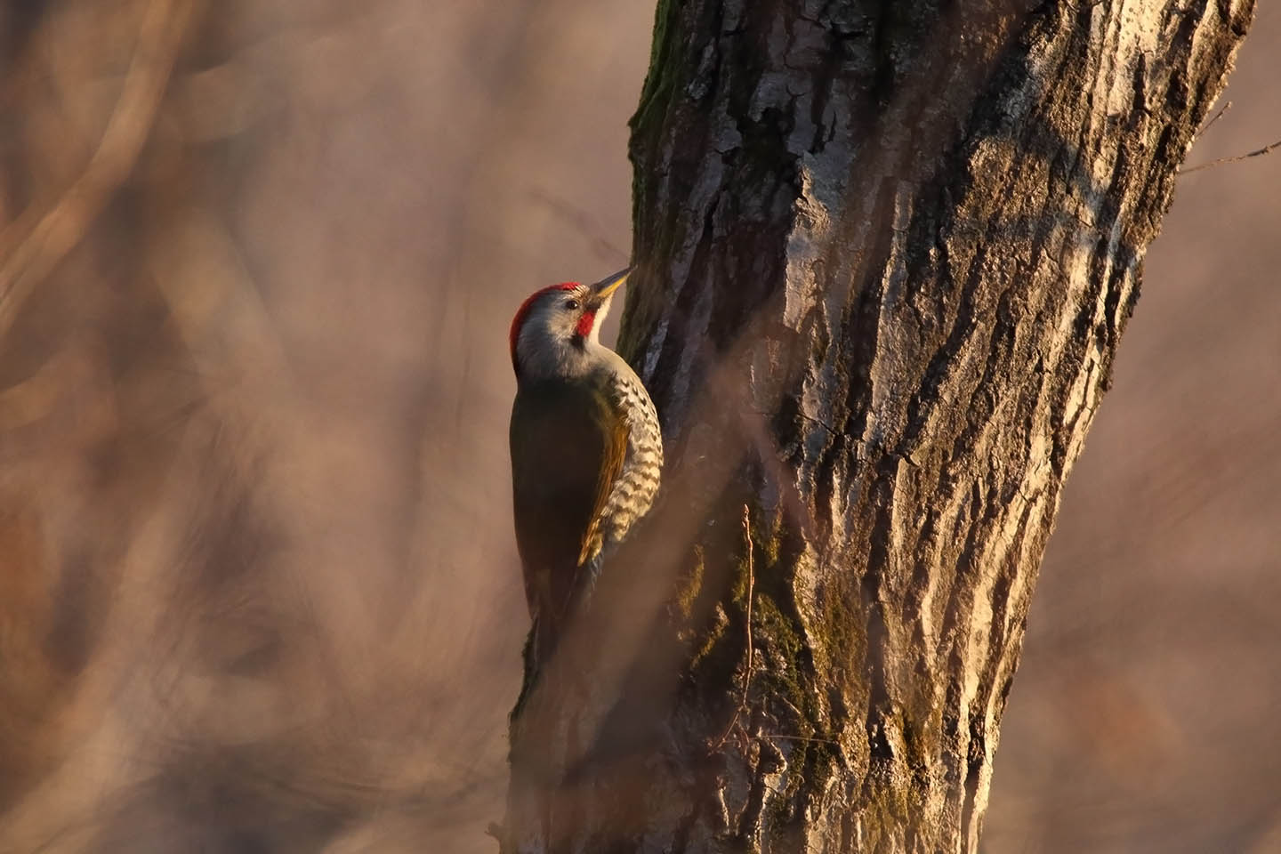 Canon EOS 6D + TAMRON SP 150-600mm F/5-6.3 Di VC USD (A011)