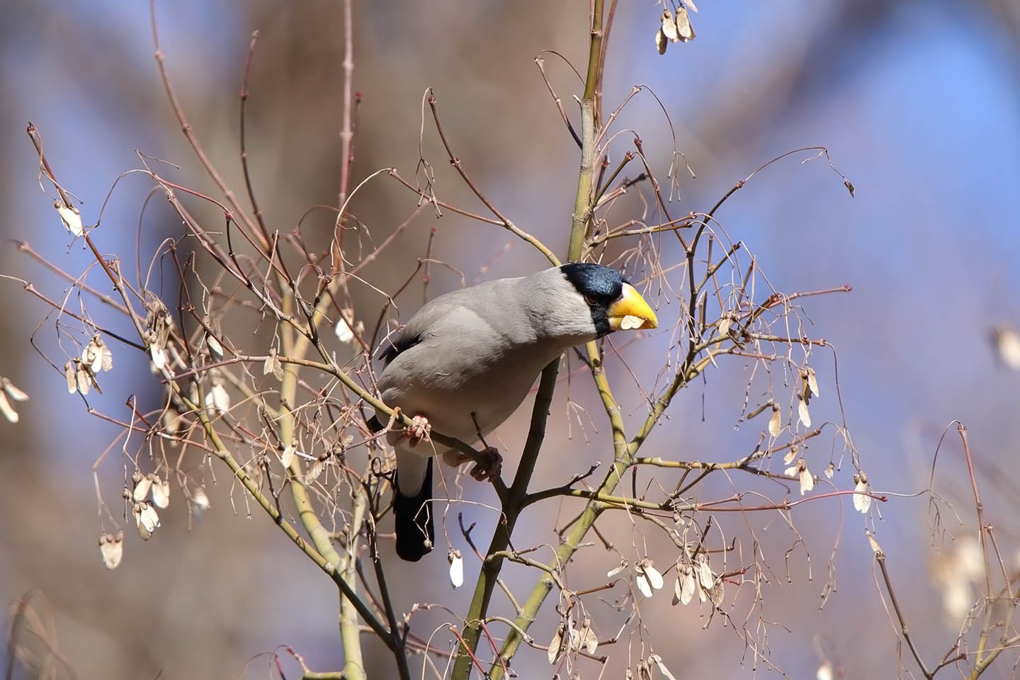 Canon EOS 6D + TAMRON SP 150-600mm F/5-6.3 Di VC USD (A011)