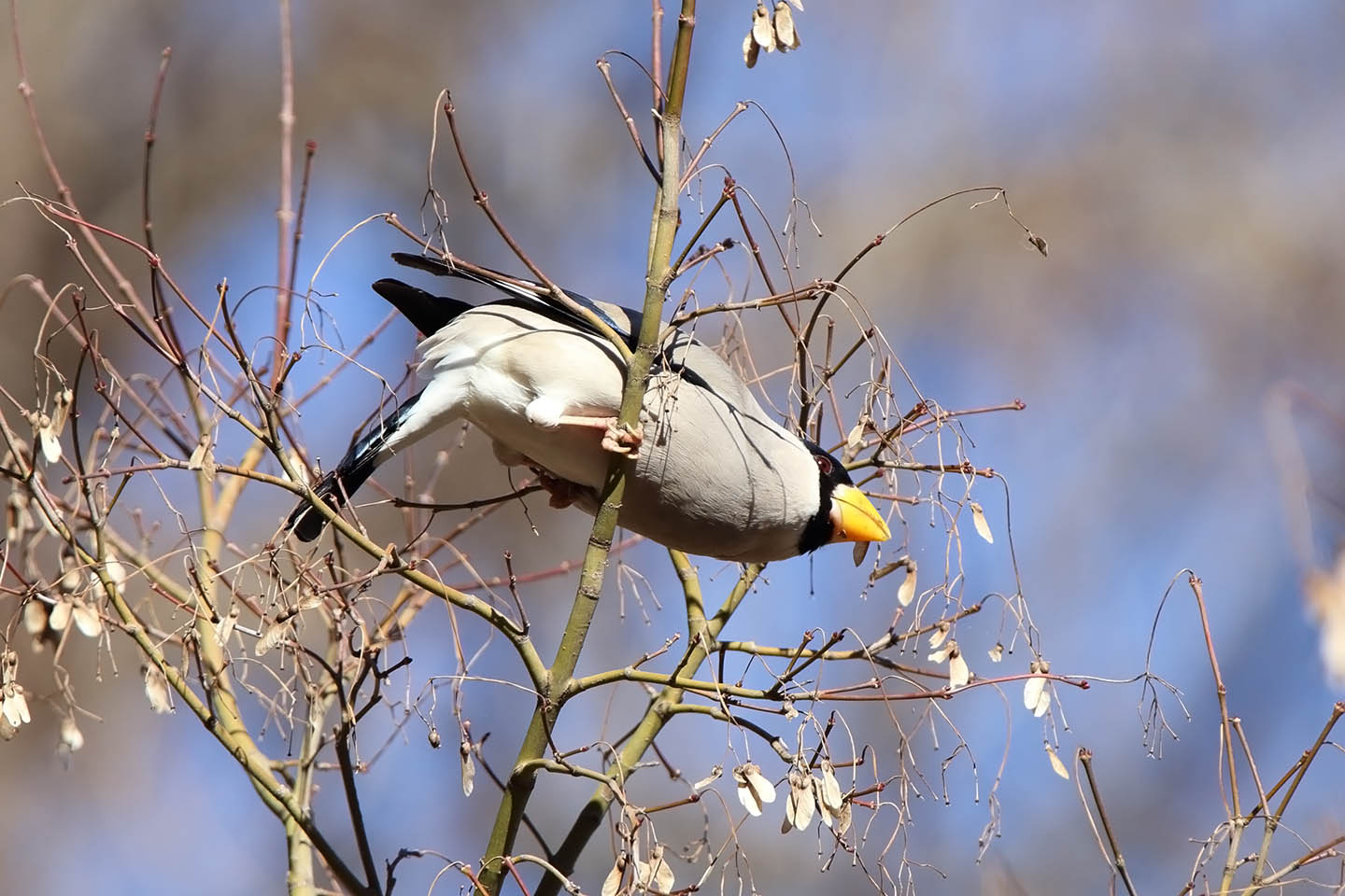 Canon EOS 6D + TAMRON SP 150-600mm F/5-6.3 Di VC USD (A011)