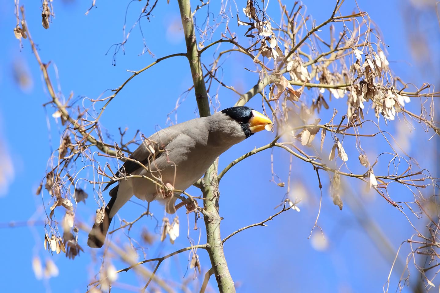 Canon EOS 6D + TAMRON SP 150-600mm F/5-6.3 Di VC USD (A011)