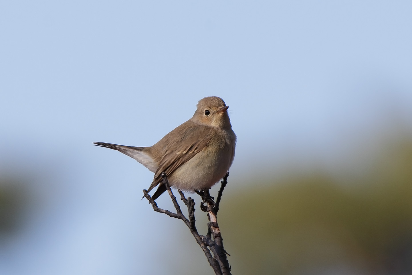 Canon EOS 60D + TAMRON SP 150-600mm F/5-6.3 Di VC USD (A011)