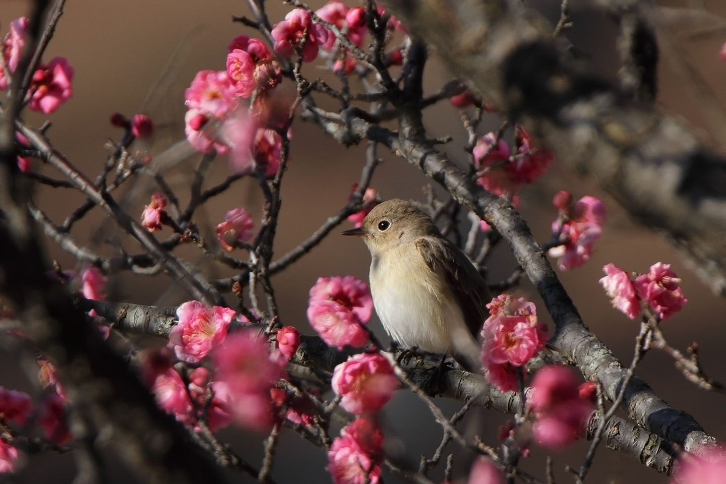 Canon EOS 60D + TAMRON SP 150-600mm F/5-6.3 Di VC USD (A011)